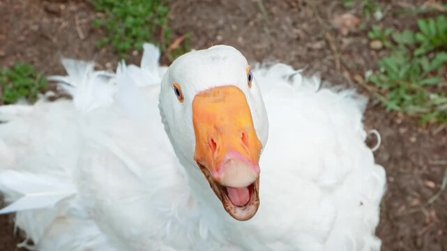 A white goose with an orange beak honks loudly with its mouth wide open against a dirt and grass background. Close-up of a goose's head. High quality 4K footage.
