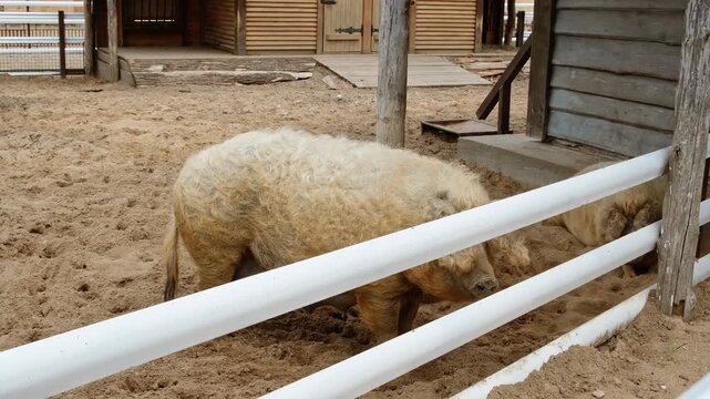 Two pigs resting inside a rustic wooden ranch style pen on sandy ground. Livestock concept. Farm animals b-roll. High quality 4k footage.