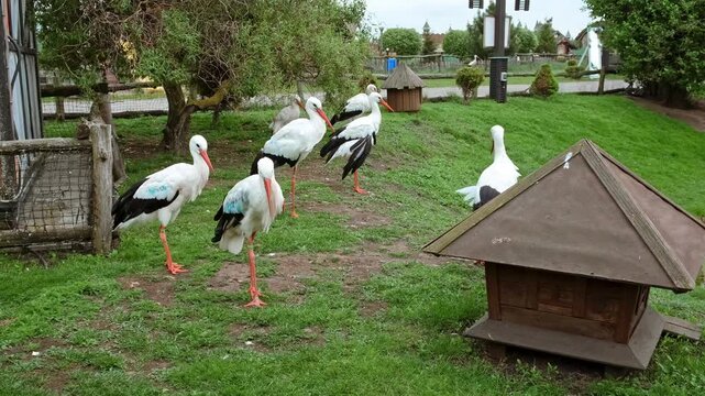 A group of storks stands on a green lawn on a farm. Treatment and assistance to wild animals. A flock of migratory birds. High quality 4K footage.