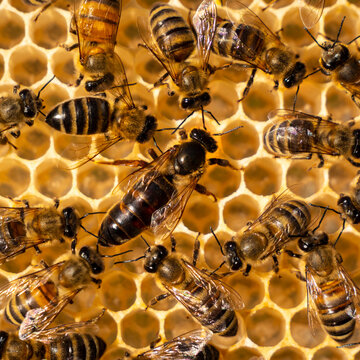 Working bees look after their queen.
Queen Bee is always surrounded by working bees &ndash; her servant.