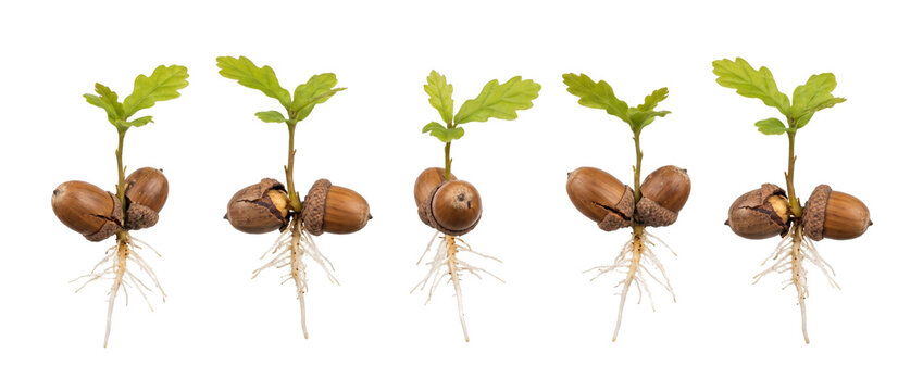 Oak sprout seedling acorn growth stage showing root development on black background. Five young oak saplings sprouting with green leaves and white roots in isolated linear sequence of our environment.