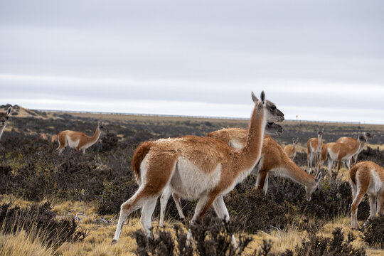 guanaco in argentina