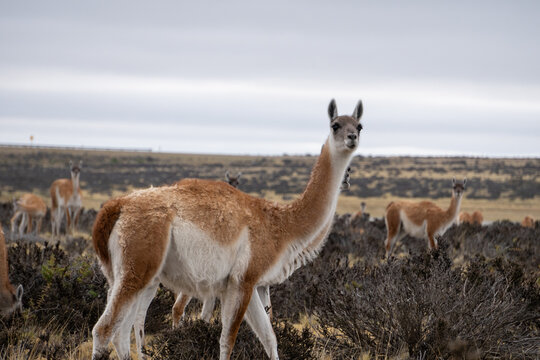 guanaco in argentina