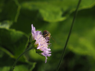 A bee collects sweet nectar and pollen on a purple-white flower in a meadow © Tomas_Martinek