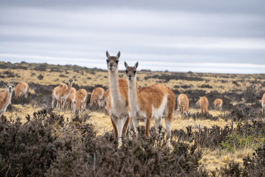 guanacos in argentina