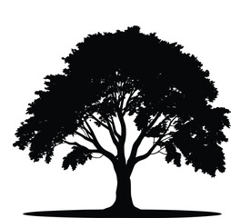 Fototapeta premium Large spreading oak tree silhouette vector illustration isolated on transparent background