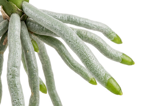 Orchid aerial roots macro photo showing textured velamen and green tips growing against a solid black background, detailing botanical science, tropical flora cultivation, and indoor plant care biology