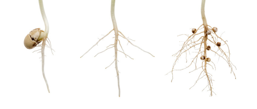Soybean root development growth stages showing seed germination, lateral root systems, and nitrogen fixing nodules on black background for botany education, biology, and agricultural science concepts.