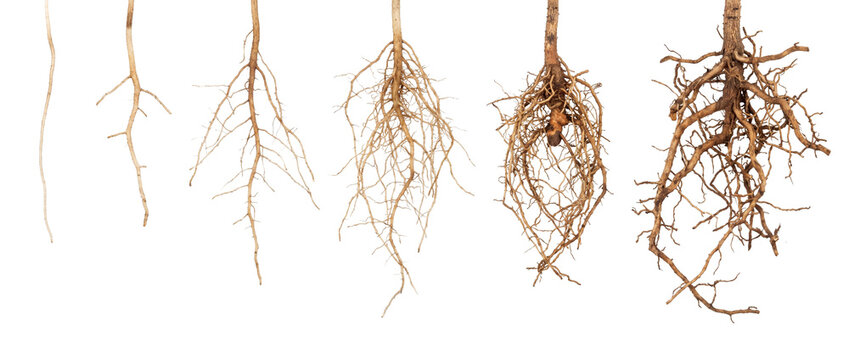 Plant root growth stage development showing progressive root systems from simple seedling to complex mature structure isolated on black background representing botany education and biology concept.