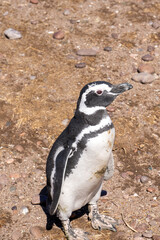 Fototapeta premium penguin on the beach