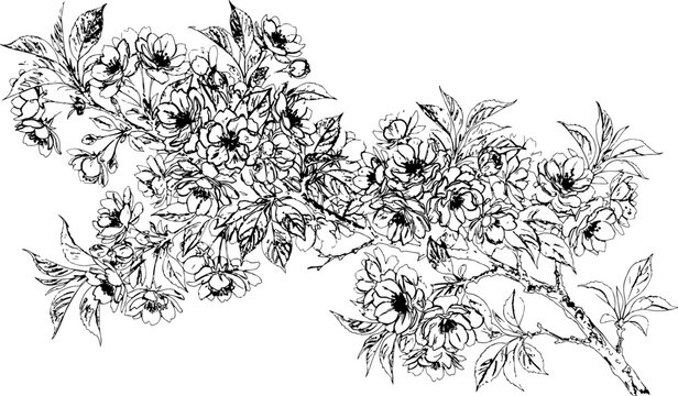 Detailed hand drawn cherry blossom branch with many flowers