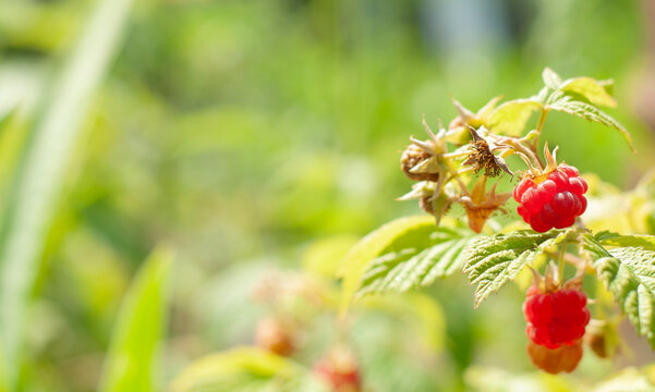 raspberry bush in the garden