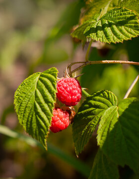 raspberry bush in the garden, vertical
