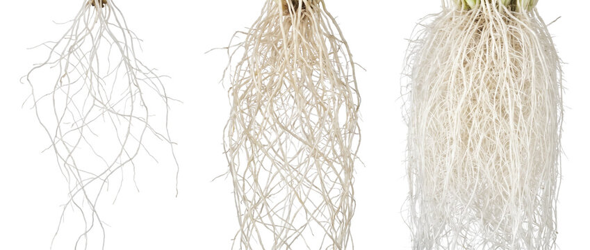 Plant root system growth stages showing healthy white roots in hydroponic development from simple to dense network on a black background, representing botany science, biology research and agriculture.