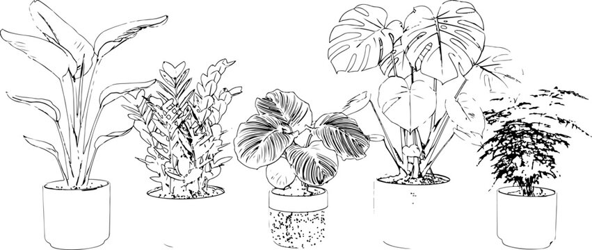 Collection of various indoor house plants in pots