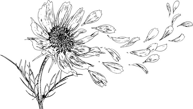 Hand drawn cosmos flower with falling petals