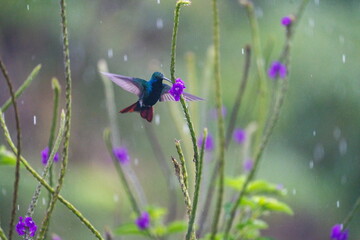Fototapeta premium Black-throated mango (Anthracothorax nigricollis) hummingbird feeding froma porterweed plant in the rain, at a bird lodge outside of Baeza, Ecuador
