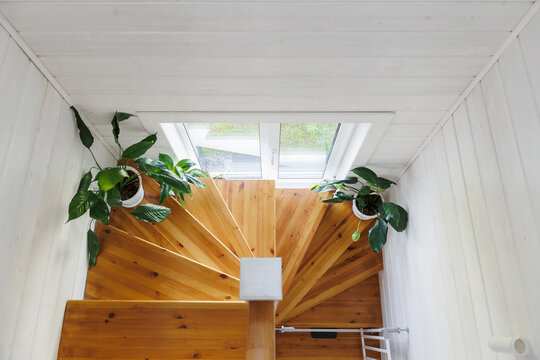 Top-down view of warm wooden spiral staircase framed by white walls and ceiling with central skylight, while several glossy green potted plants rest on stair treads for fresh contrast and calm