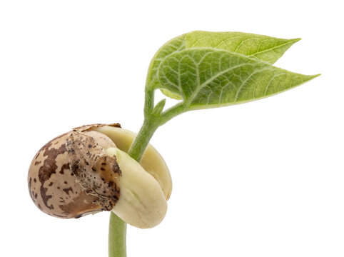 Bean sprout germination seedling growing green leaf macro shot on black background, organic plant development and life cycle concept, botany study of agriculture phase showing new root shoot growth