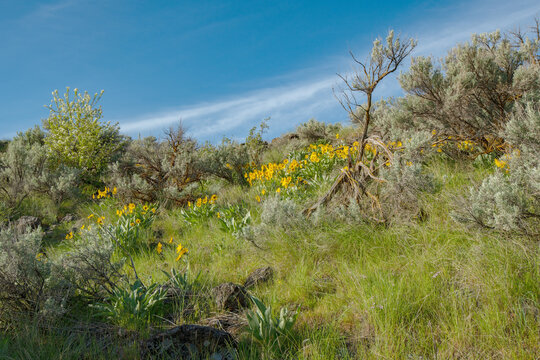 Arrowleaf Balsamroot (Balsamorhiza sagittata)