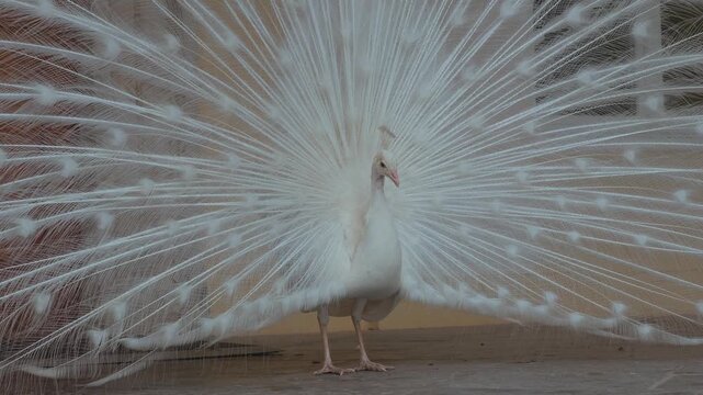 Beautiful white peafowl performing a courtship display with outspread tail