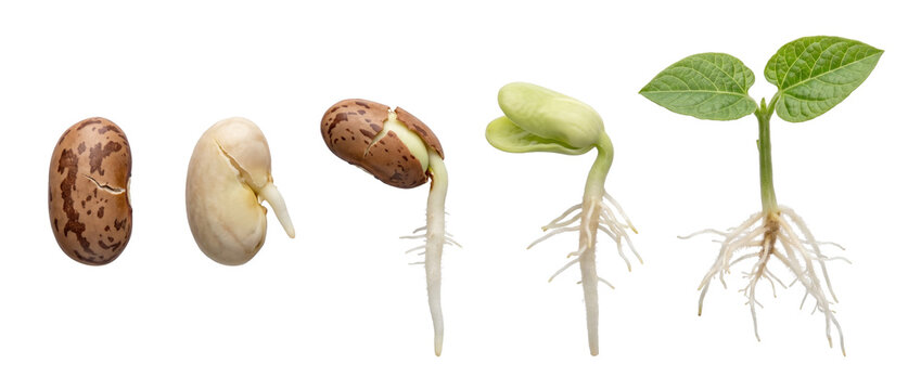 Seed germination plant growth sequence showing bean life cycle stages from root sprouting to green leaf development, isolated on black background for botany education, biology, and agricultural scienc