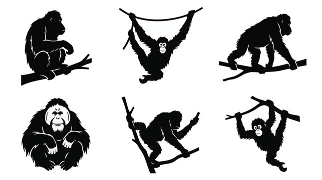 Orangutan silhouette sitting isolated on white background
