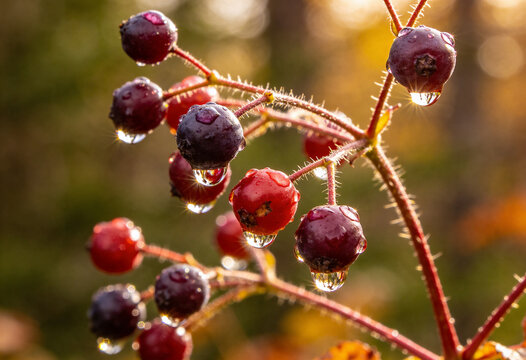 Wild berries branch with fresh morning dew drops in autumn forest at sunset macro closeup. berries, dew, raindrops, water, macro, nature, autumn, wild, forest, branch, fresh, red, morning, bokeh.