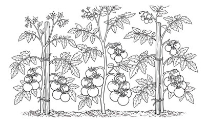 Vintage tomato plant line art, botanical cherry tomato garden vector, hand drawn vegetable vine with stakes, organic farming illustration © Rehman