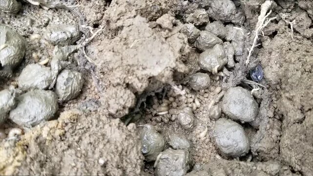 Maggots writhing and crawling in loose garden soil