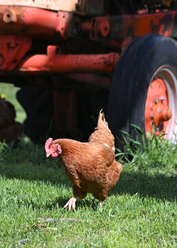 Chicken and Tractor
