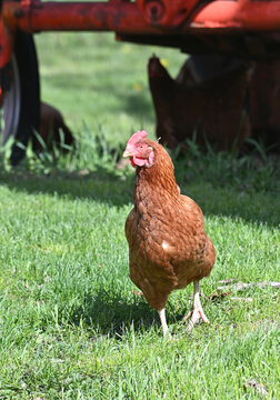 Chicken and Tractor