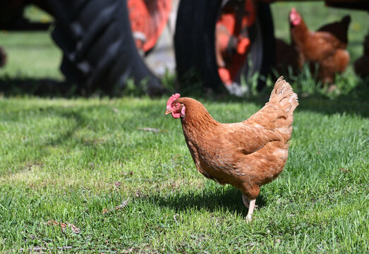Chickens and Tractor