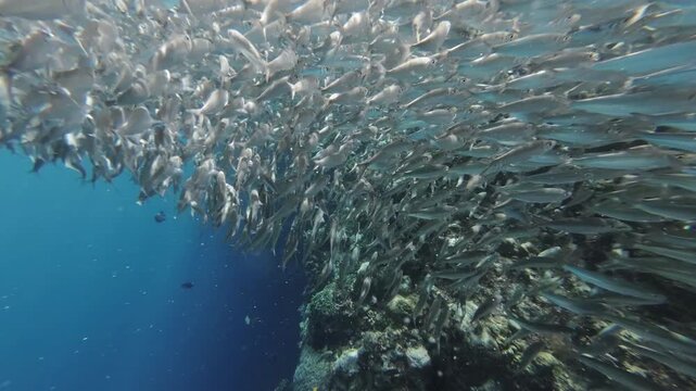 Underwater view of shoal of sardine fish swimming in sea, 4k