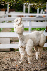 Fototapeta premium White alpaca standing in sandy paddock with blurred farm background and white fence.