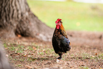 Colorful rooster walking on ground near tree with soft green blurred background. © Lena May