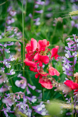 Fototapeta premium pink rose bush