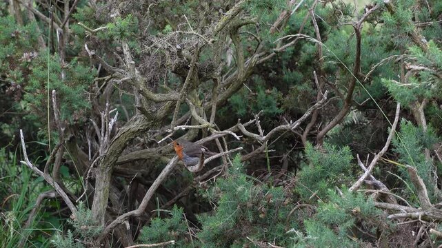 European robin perched on a gorse branch holding an insect in its beak