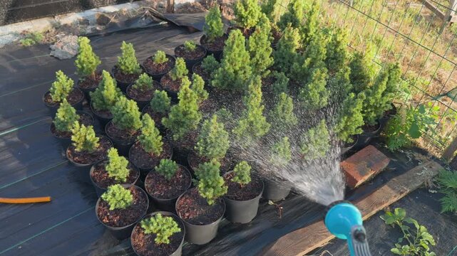 Gardener watering potted conifer saplings with hose nozzle