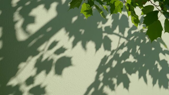 Maple leaf shadows on green wall. Sunlit botanical texture for spa wellness and eco design.