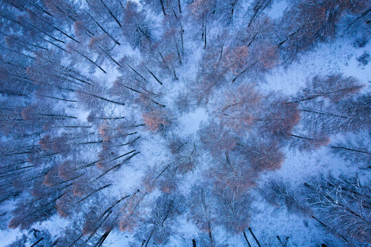 Aerial view of a snow-covered forest with bare trees in winter in Sauze d'Oulx, Piedmont, Italy.