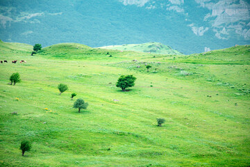 Obraz premium cows in the field