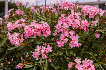 Obraz premium Abundant pink nerium oleander flowers blooming on a lush evergreen garden shrub.