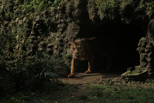 A front view of a sumatran tiger emerging from a rocky opening during the day