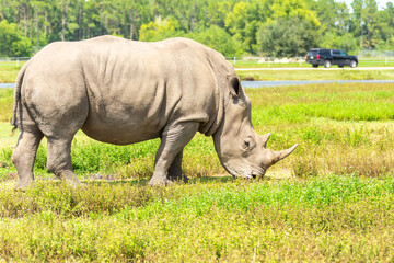 Obraz premium White rhino, rhinoceros walking on green grass