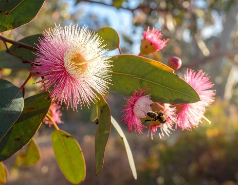 Close-up of pink & white eucalyptus blossoms with green leaves, sunny background