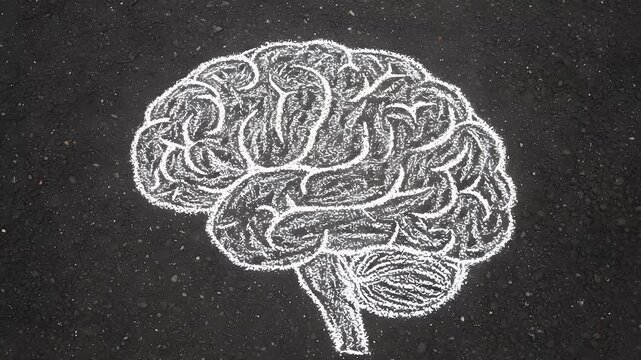 A detailed white human brain illustration drawn with chalk on dark rough asphalt texture representing intelligence and scientific creativity for educational or medical business concepts