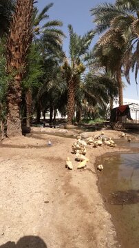 Flock of Ducks and ducklings near a stream at The Garden of Salman Al Farsi (RA) in Madinah.