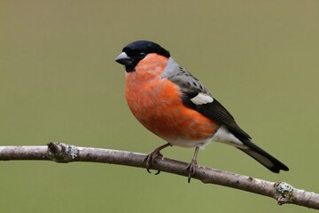 Fototapeta premium Bullfinch sits on branch against muted background. Male songbird displays vibrant orange breast, black head. Bird rests comfortably, showing detailed plumage. Wildlife photo ideal for nature