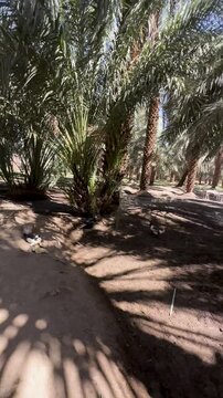 Ducks swimming in The Garden of Salman Al Farsi (RA) in Madinah, Saudi Arabia.